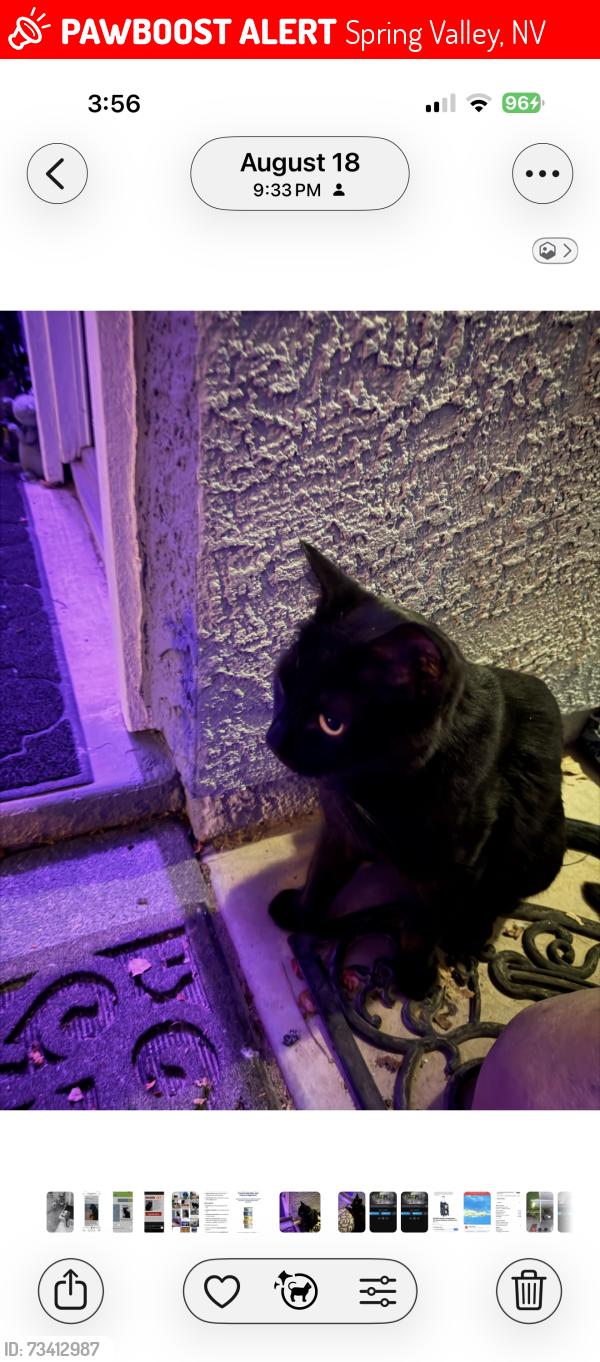 Lost Female Cat last seen Spring Valley North and Manatee Court, Spring Valley, NV 89147