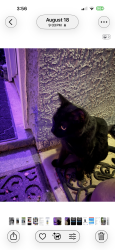 Lost Female Cat last seen Spring Valley North and Manatee Court, Spring Valley, NV 89147