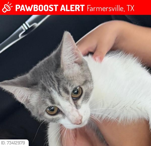 Lost Female Cat last seen Livingston dr in farmersville tx., Farmersville, TX 75442