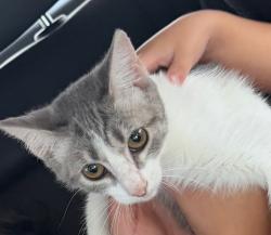 Lost Female Cat last seen Livingston dr in farmersville tx., Farmersville, TX 75442