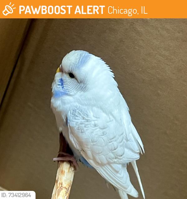 Found/Stray Unknown Bird last seen Kildare / Berteau ave, Chicago, IL 60641
