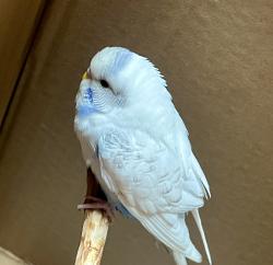 Found/Stray Unknown Bird last seen Kildare / Berteau ave, Chicago, IL 60641