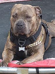 Lost Male Dog last seen Shadow oak woodgate, West Covina, CA 91792