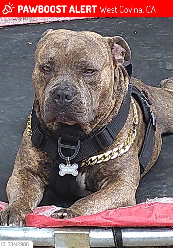 Lost Male Dog last seen Shadow oak woodgate, West Covina, CA 91792