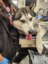Found/Stray Male Dog last seen 37th ave & Bethany Home Rd, Phoenix, AZ 85019