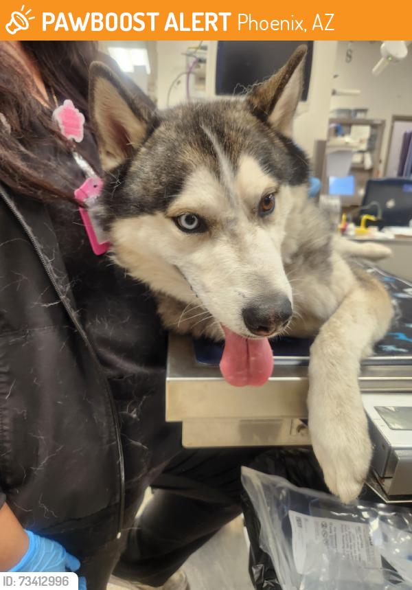 Found/Stray Male Dog last seen 37th ave & Bethany Home Rd, Phoenix, AZ 85019