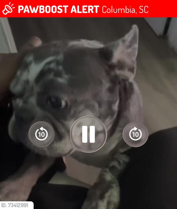 Lost Male Dog last seen Downtown Columbia, Columbia, SC 29204