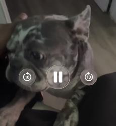 Lost Male Dog last seen Downtown Columbia, Columbia, SC 29204