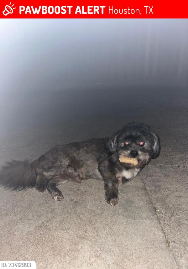 Lost Male Dog last seen Jack in the box 75 Harrisburg, Houston, TX 77011