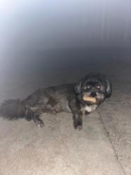 Lost Male Dog last seen Jack in the box 75 Harrisburg, Houston, TX 77011
