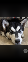 Lost Female Dog last seen Near state highway 105, Brenham, TX 77833