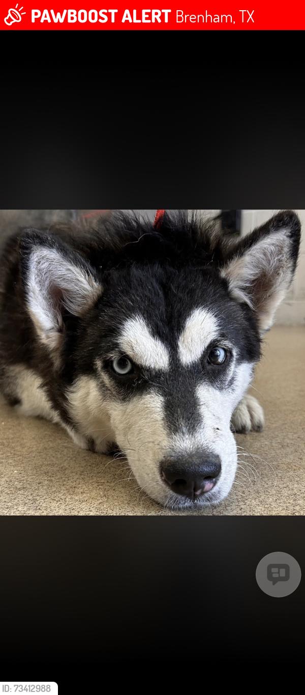 Lost Female Dog last seen Near state highway 105, Brenham, TX 77833
