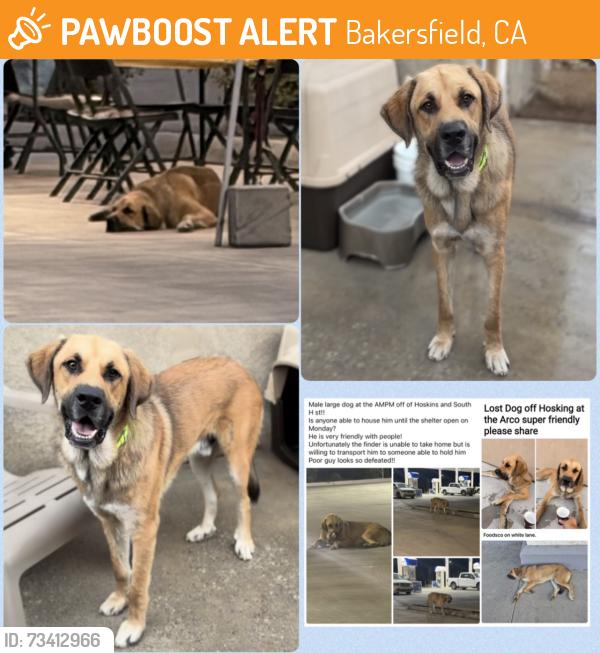 Found/Stray Male Dog last seen South H St, Bakersfield, CA 93313