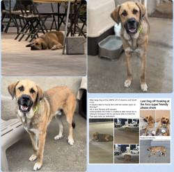 Found/Stray Male Dog last seen South H St, Bakersfield, CA 93313