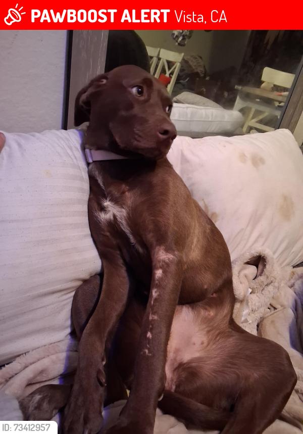 Lost Female Dog last seen Calle Jules and brengal terrace park, Vista, CA 92084
