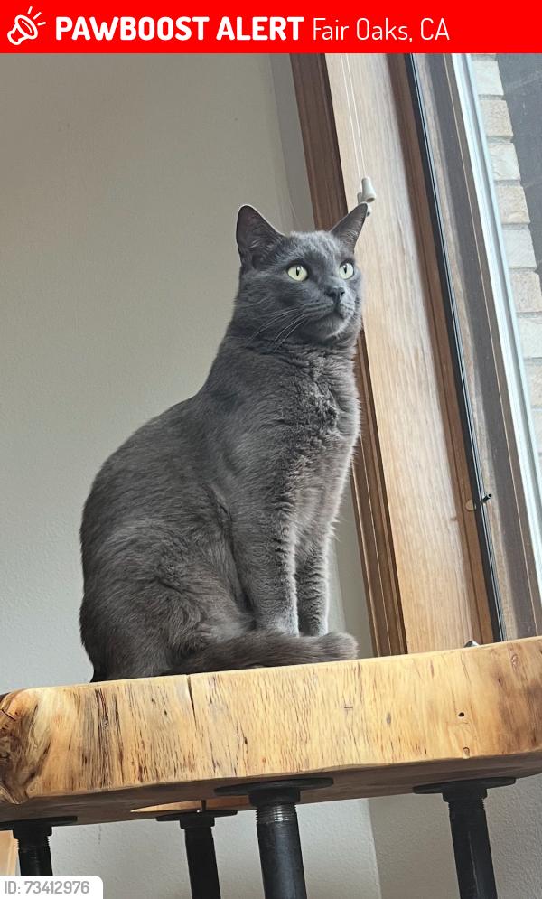 Lost Male Cat last seen Sunrise and sunset, Fair Oaks, CA 95628