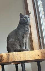 Lost Male Cat last seen Sunrise and sunset, Fair Oaks, CA 95628