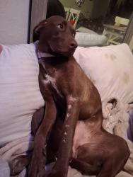 Lost Female Dog last seen Calle Jules and brengal terrace park, Vista, CA 92084