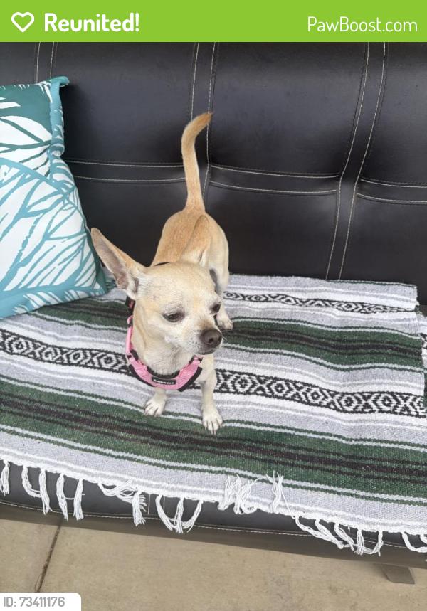 Reunited Male Dog last seen Near Harris Ave, Sacramento, CA 95838, USA, Sacramento, CA 95838