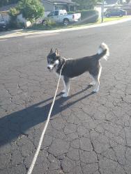 Reunited Male Dog last seen Colonial ct, Stockton, CA 95209