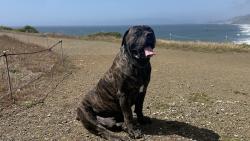 Reunited Male Dog last seen Clarinada, Daly City, CA 94015