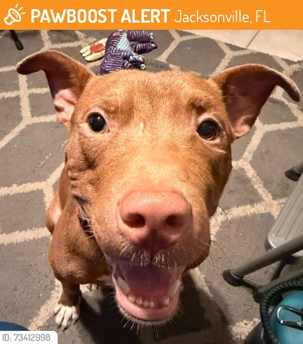 Found/Stray Male Dog last seen Kings Rd and Tyler St, Jacksonville, FL 32209