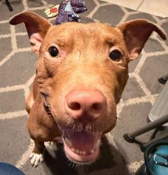 Found/Stray Male Dog last seen Kings Rd and Tyler St, Jacksonville, FL 32209