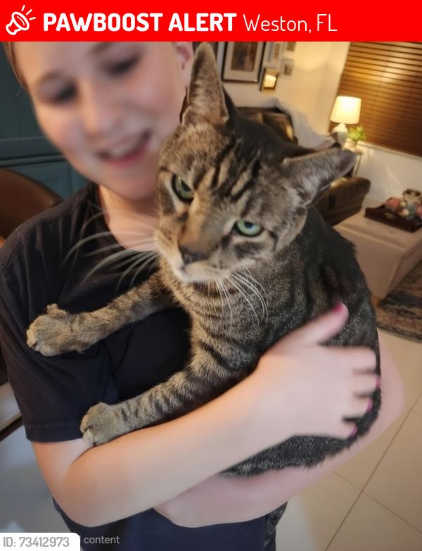 Lost Male Cat last seen Savanna Trail and Royal Grove Way, Weston, FL 33327
