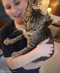 Lost Male Cat last seen Savanna Trail and Royal Grove Way, Weston, FL 33327