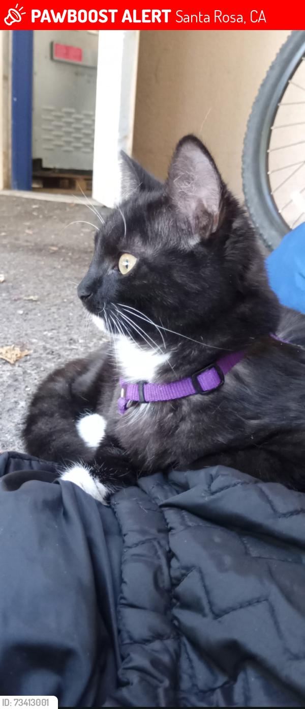 Lost Female Cat last seen Lincoln street near B street, Santa Rosa, CA 95401