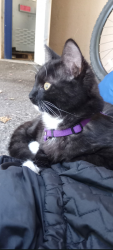 Lost Female Cat last seen Lincoln street near B street, Santa Rosa, CA 95401