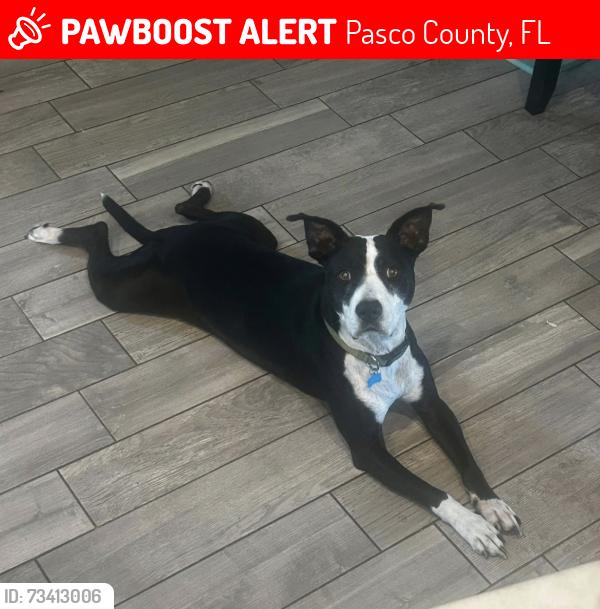 Lost Female Dog last seen Seven Springs and Perrine ranch, Pasco County, FL 34652