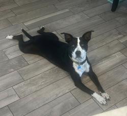 Lost Female Dog last seen Seven Springs and Perrine ranch, Pasco County, FL 34652