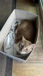 Reunited Male Cat last seen Forbes Ln at the Cannery, Davis, CA 95616