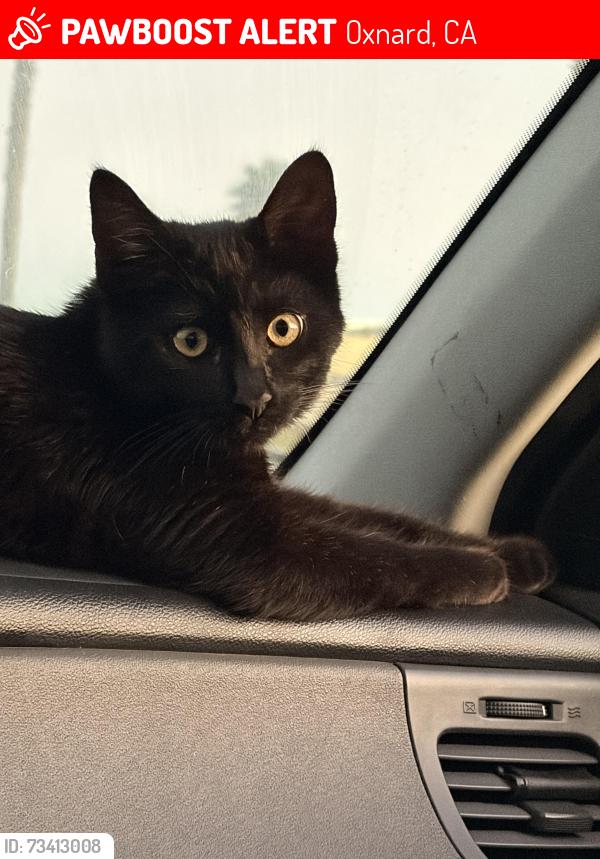 Lost Male Cat last seen Near Channel Islands sports fishing, Oxnard, CA 93035
