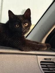 Lost Male Cat last seen Near Channel Islands sports fishing, Oxnard, CA 93035