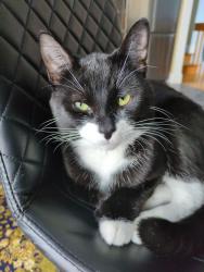 Lost Male Cat last seen Near rue des érable, Salaberry-de-Valleyfield, QC J6T 5V1