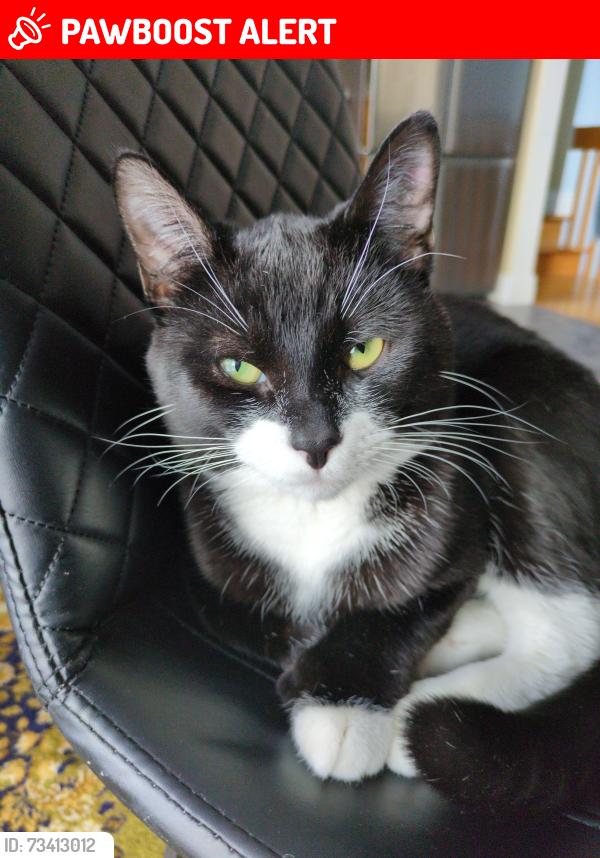 Lost Male Cat last seen Near rue des érable, Salaberry-de-Valleyfield, QC J6T 5V1