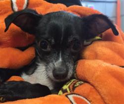Shelter Stray Male Dog last seen , 600 Aviation Dr, Camarillo, CA 93010, USA
