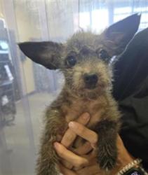 Shelter Stray Female Dog last seen , 600 Aviation Dr, Camarillo, CA 93010, USA