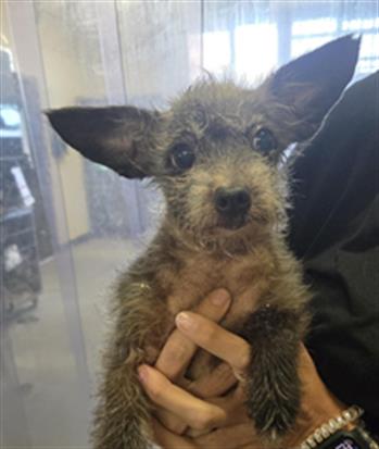 Shelter Stray Female Dog last seen , 600 Aviation Dr, Camarillo, CA 93010, USA
