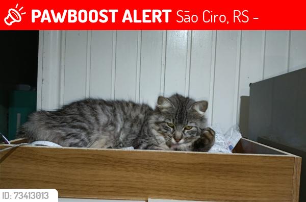 Lost Female Cat last seen Rua José rech primeiro com a Gema Boff, São Ciro, RS 95057-420
