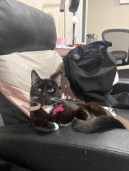 Lost Female Cat last seen Bubbling Springs, Oxnard, CA 93033