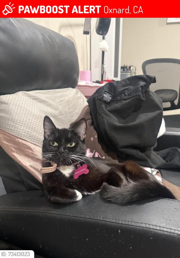 Lost Female Cat last seen Bubbling Springs, Oxnard, CA 93033