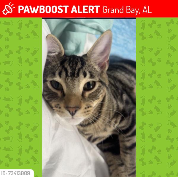 Lost Male Cat last seen Erin Dr, Grand Bay, AL 36541