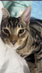 Lost Male Cat last seen Erin Dr, Grand Bay, AL 36541