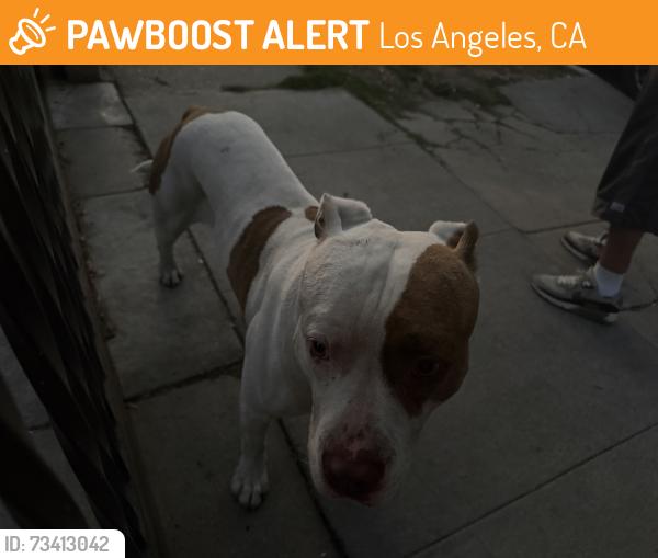 Found/Stray Male Dog last seen Near 99th and main, Los Angeles, CA 90003