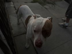 Found/Stray Male Dog last seen Near 99th and main, Los Angeles, CA 90003