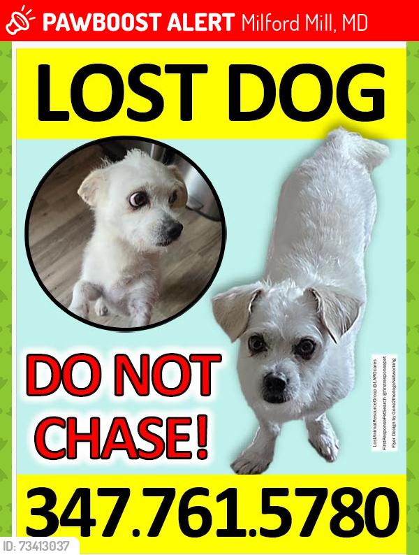 Lost Male Dog last seen Rolling Road, Milford Mill, MD 21208
