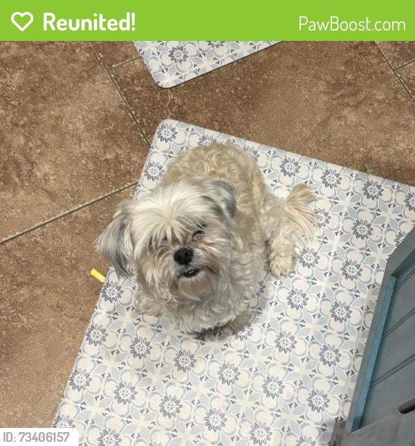 Reunited Female Dog last seen Estrella Vista Park South, Goodyear, AZ 85338
